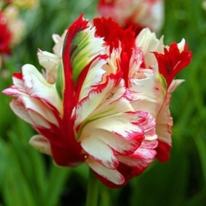 Тюльпан Эстелла Рижнвельд купить по цене от 500р. в интернет-магазине «Посадика» с доставкой почтой в в Южноуральске и по всей России – [изображение №1].