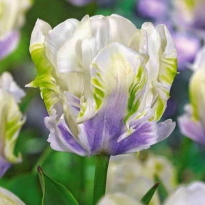 Тюльпан Уайт Лизарт купить по цене от 360р. в интернет-магазине «Посадика» с доставкой почтой в в Южноуральске и по всей России – [изображение №1].