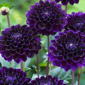 Георгин Анно Домини купить по цене от 255р. в интернет-магазине «Посадика» с доставкой почтой в в Южноуральске и по всей России – [изображение №1].