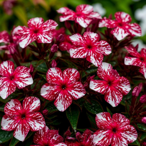 Флокс Ливер Гриммер купить по цене от 590р. в интернет-магазине «Посадика» с доставкой почтой в в Южноуральске и по всей России – [изображение №1].