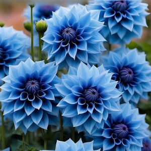 Георгин Вижапе купить по цене от 699р. в интернет-магазине «Посадика» с доставкой почтой в в Южноуральске и по всей России – [изображение №1].