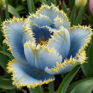 Тюльпан Махровый Амплуа купить по цене от 199р. в интернет-магазине «Посадика» с доставкой почтой в в Южноуральске и по всей России – [изображение №1].