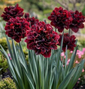 Нарцисс Малиновая Вуаль купить по цене от 3000р. в интернет-магазине «Посадика» с доставкой почтой в в Южноуральске и по всей России – [изображение №1].