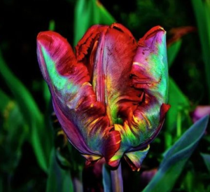 Тюльпан Эирпрайз купить по цене от 270р. в интернет-магазине «Посадика» с доставкой почтой в в Южноуральске и по всей России – [изображение №1].