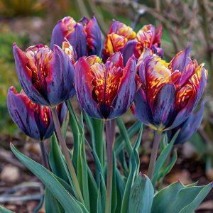 Тюльпан Опал Дрим купить по цене от 207р. в интернет-магазине «Посадика» с доставкой почтой в в Южноуральске и по всей России – [изображение №1].