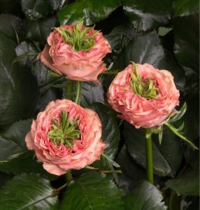 Роза Амбер Инчант купить по цене от 495р. в интернет-магазине «Посадика» с доставкой почтой в в Южноуральске и по всей России – [изображение №1].