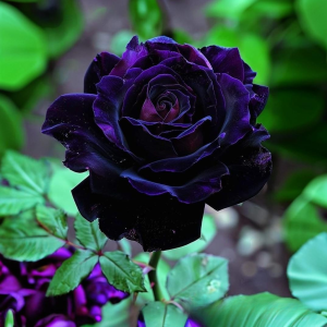 Роза Блэк Пантер купить по цене от 319р. в интернет-магазине «Посадика» с доставкой почтой в в Южноуральске и по всей России – [изображение №1].