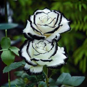 Роза Силк Ивин купить по цене от 319р. в интернет-магазине «Посадика» с доставкой почтой в в Южноуральске и по всей России – [изображение №1].