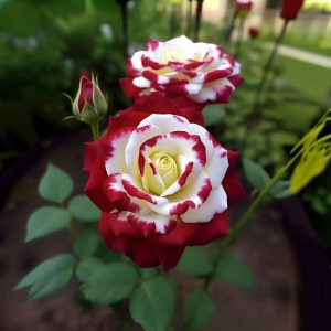 Роза Роял Глом купить по цене от 401р. в интернет-магазине «Посадика» с доставкой почтой в в Южноуральске и по всей России – [изображение №1].