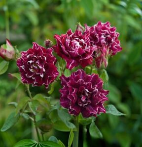 Роза Опаловый Пейзаж купить по цене от 490р. в интернет-магазине «Посадика» с доставкой почтой в в Южноуральске и по всей России – [изображение №1].