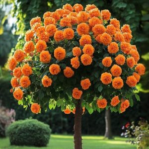 Роза Солнечный Шарм купить по цене от 349р. в интернет-магазине «Посадика» с доставкой почтой в в Южноуральске и по всей России – [изображение №1].