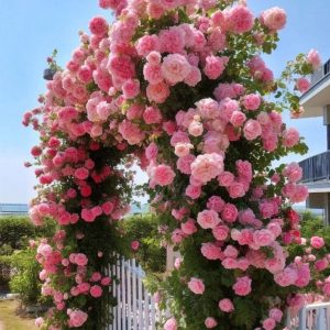 Роза Пастель Розе купить по цене от 605р. в интернет-магазине «Посадика» с доставкой почтой в в Южноуральске и по всей России – [изображение №1].