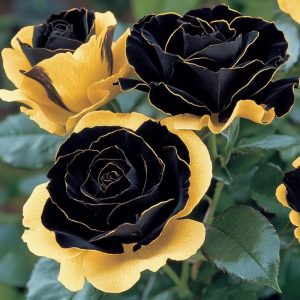 Роза Ханни Сикл купить по цене от 700р. в интернет-магазине «Посадика» с доставкой почтой в в Южноуральске и по всей России – [изображение №1].