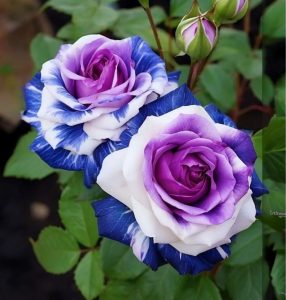 Роза Айвори Каскад купить по цене от 420р. в интернет-магазине «Посадика» с доставкой почтой в в Южноуральске и по всей России – [изображение №1].