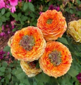 Роза Золотой Мираж купить по цене от 420р. в интернет-магазине «Посадика» с доставкой почтой в в Южноуральске и по всей России – [изображение №1].