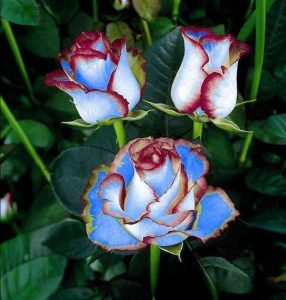 Роза Сафайер Пэтл купить по цене от 450р. в интернет-магазине «Посадика» с доставкой почтой в в Южноуральске и по всей России – [изображение №1].